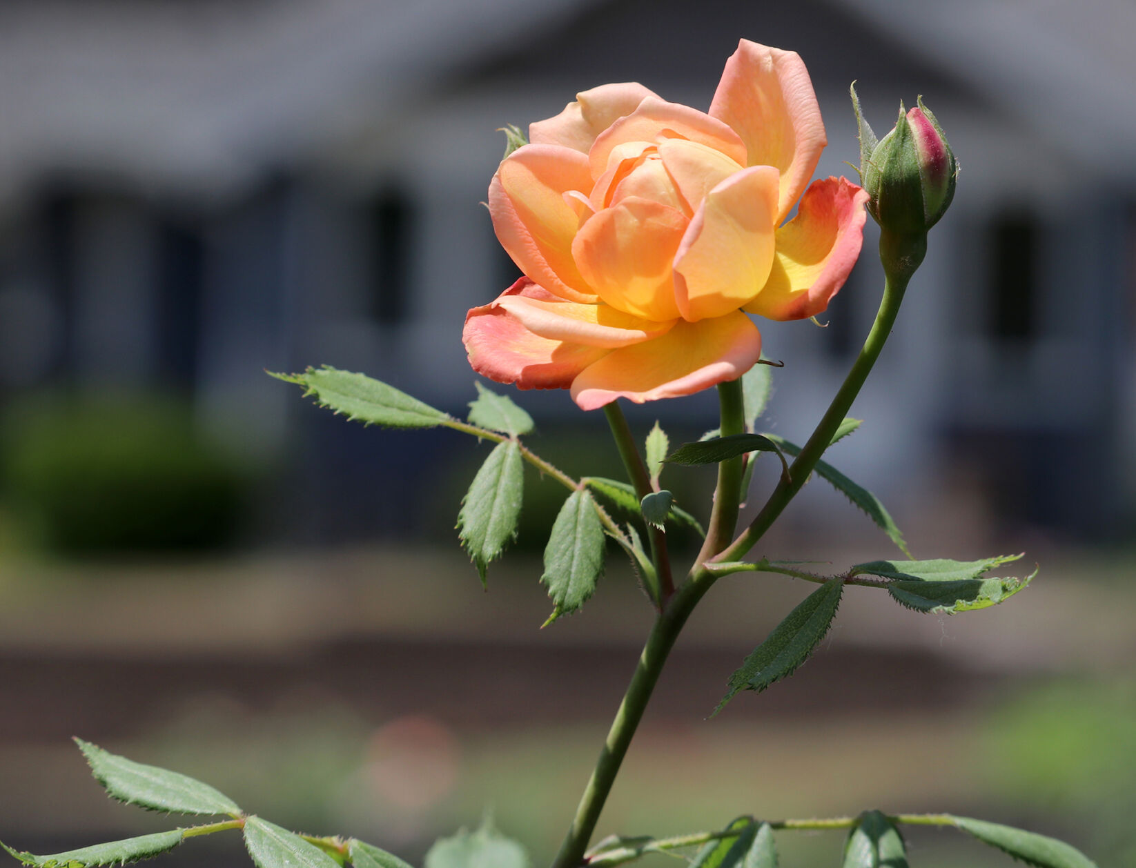 orr rose garden8 21-07-14